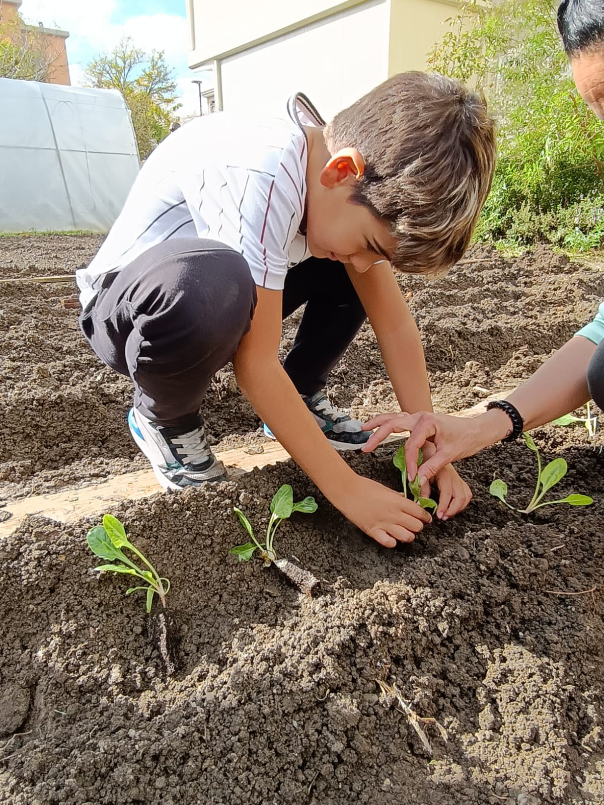 PLANTANDO ACELGAS