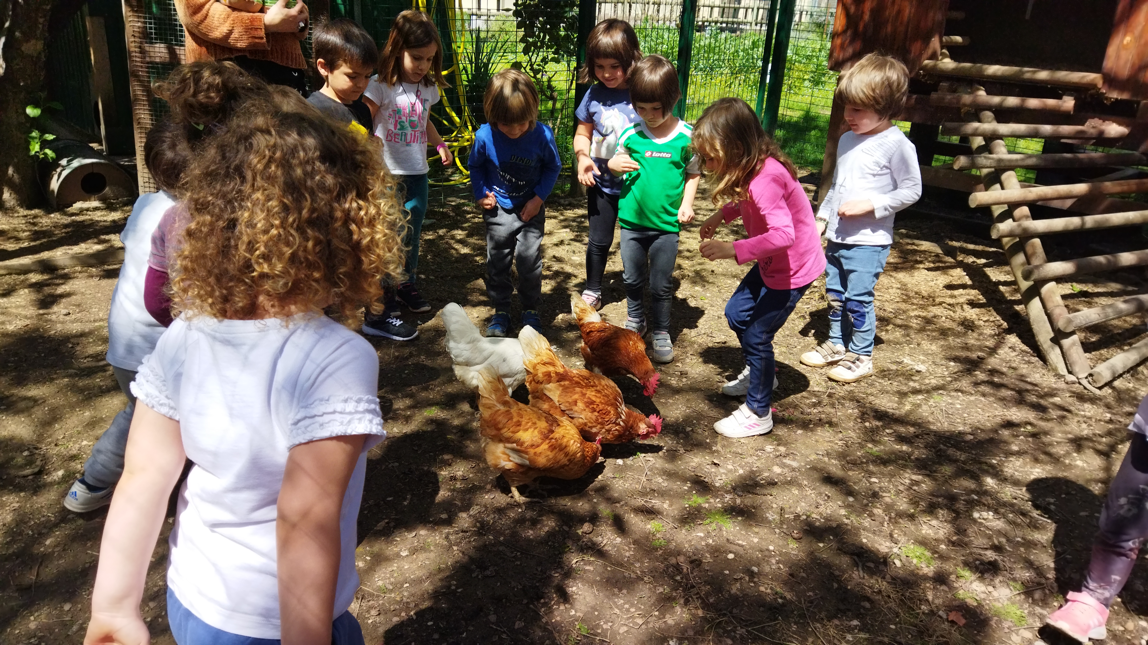 Una vez más fuimos al gallinero de la escuela y con los huevos que recogimos preparamos un almuerzo riquísimo: ¡Tortilla!